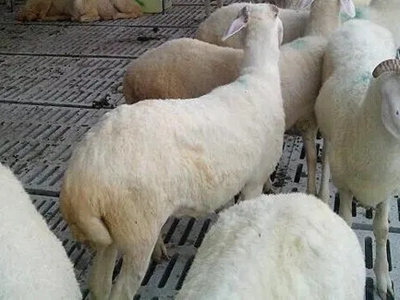 羊尾巴怎么做才好吃 分享羊尾的好吃做法